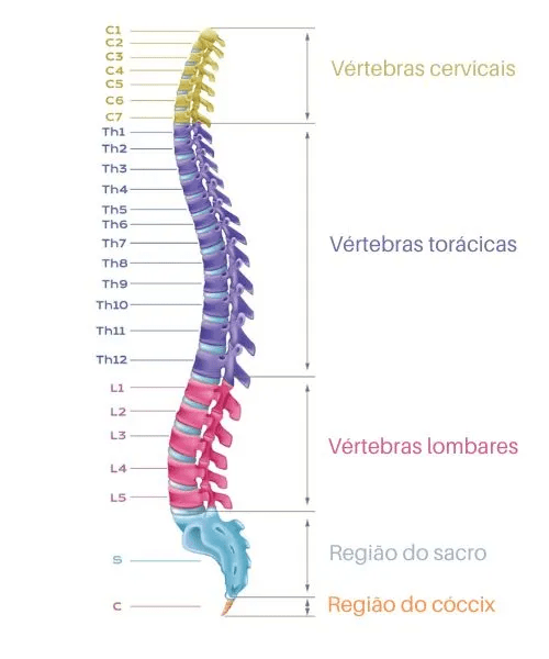 vertebras da coluna vertebral